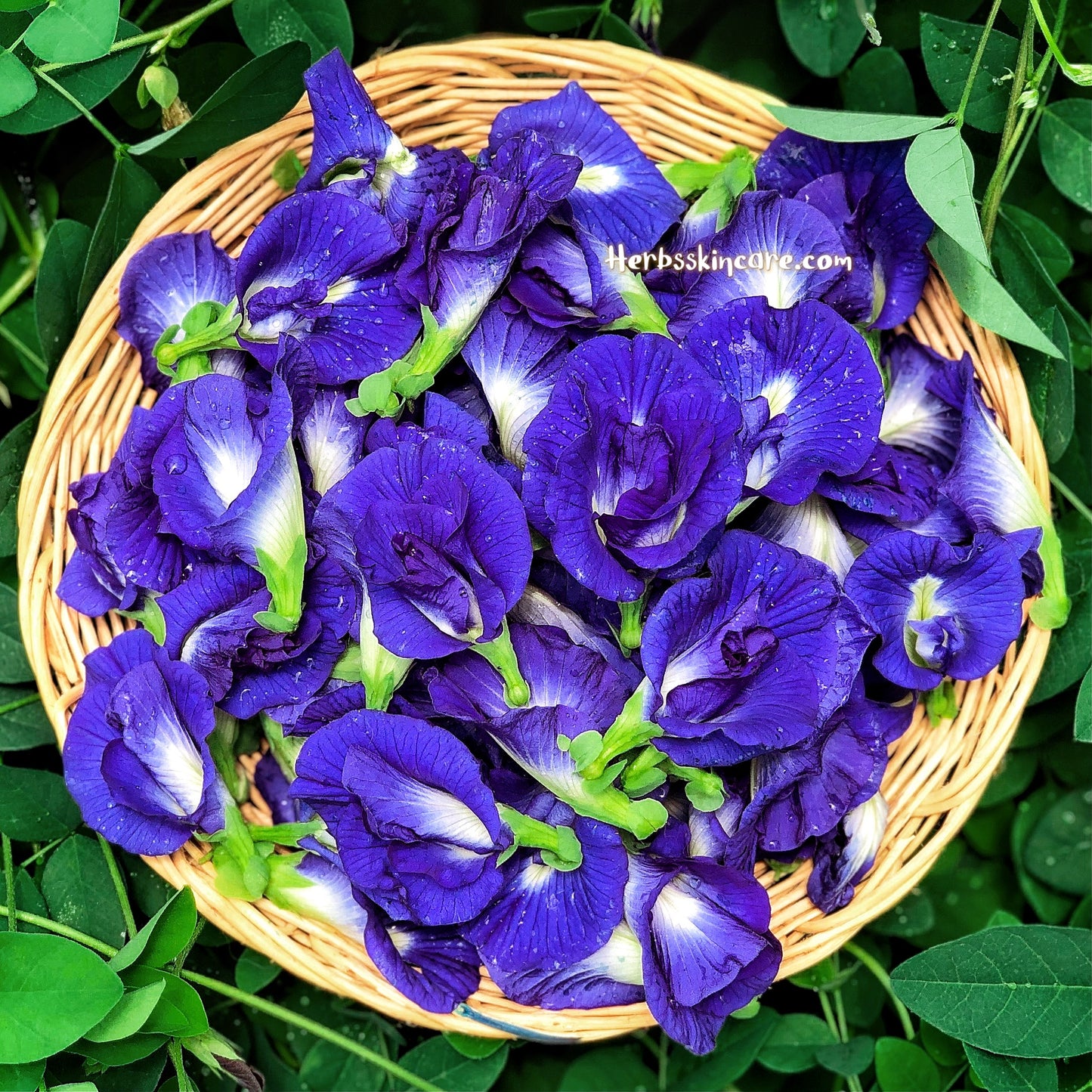 SIAMBUAKHAO GUISANTES DE MARIPOSA SECOS 50 G.
